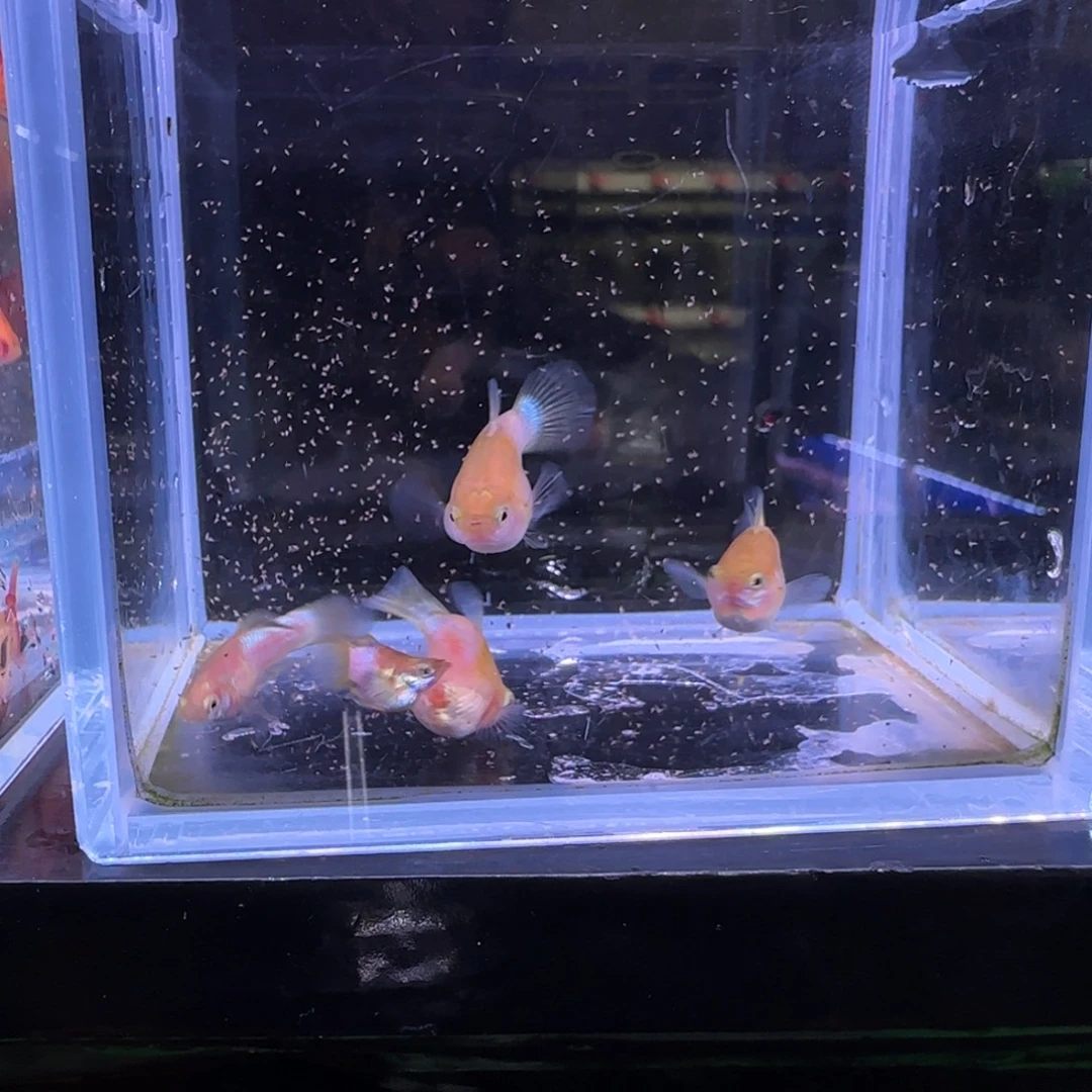 @***@孔雀鱼幻彩野生色