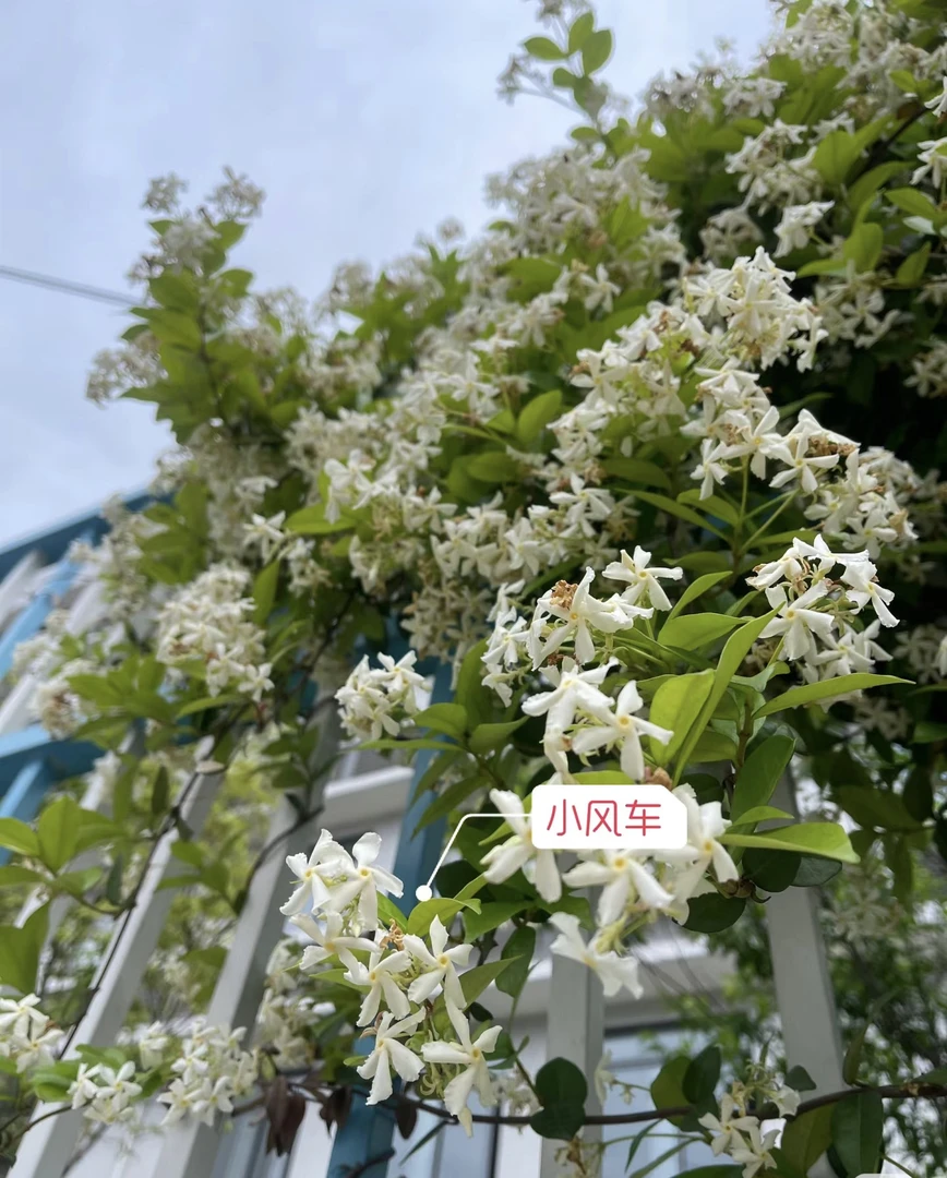 3-4米老桩苗 白色风车茉莉