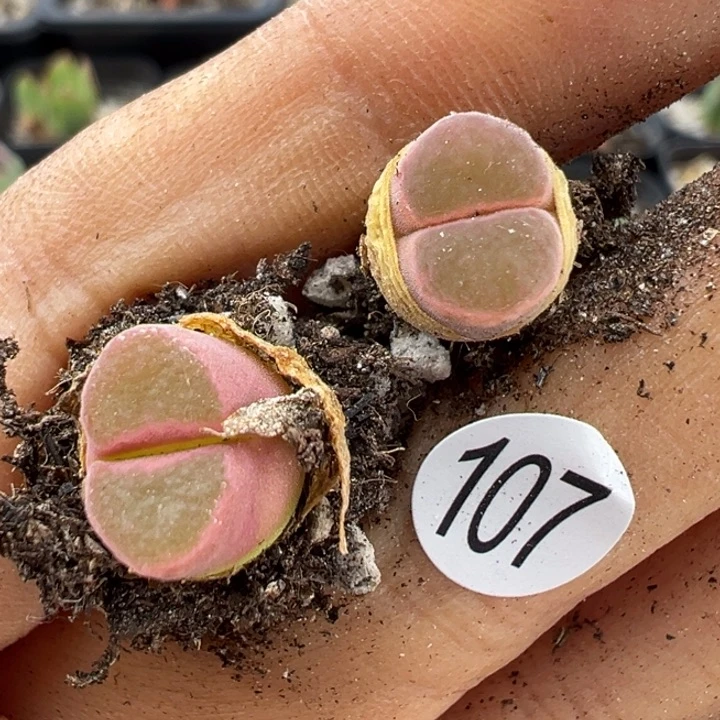 三**九107号1111111111111