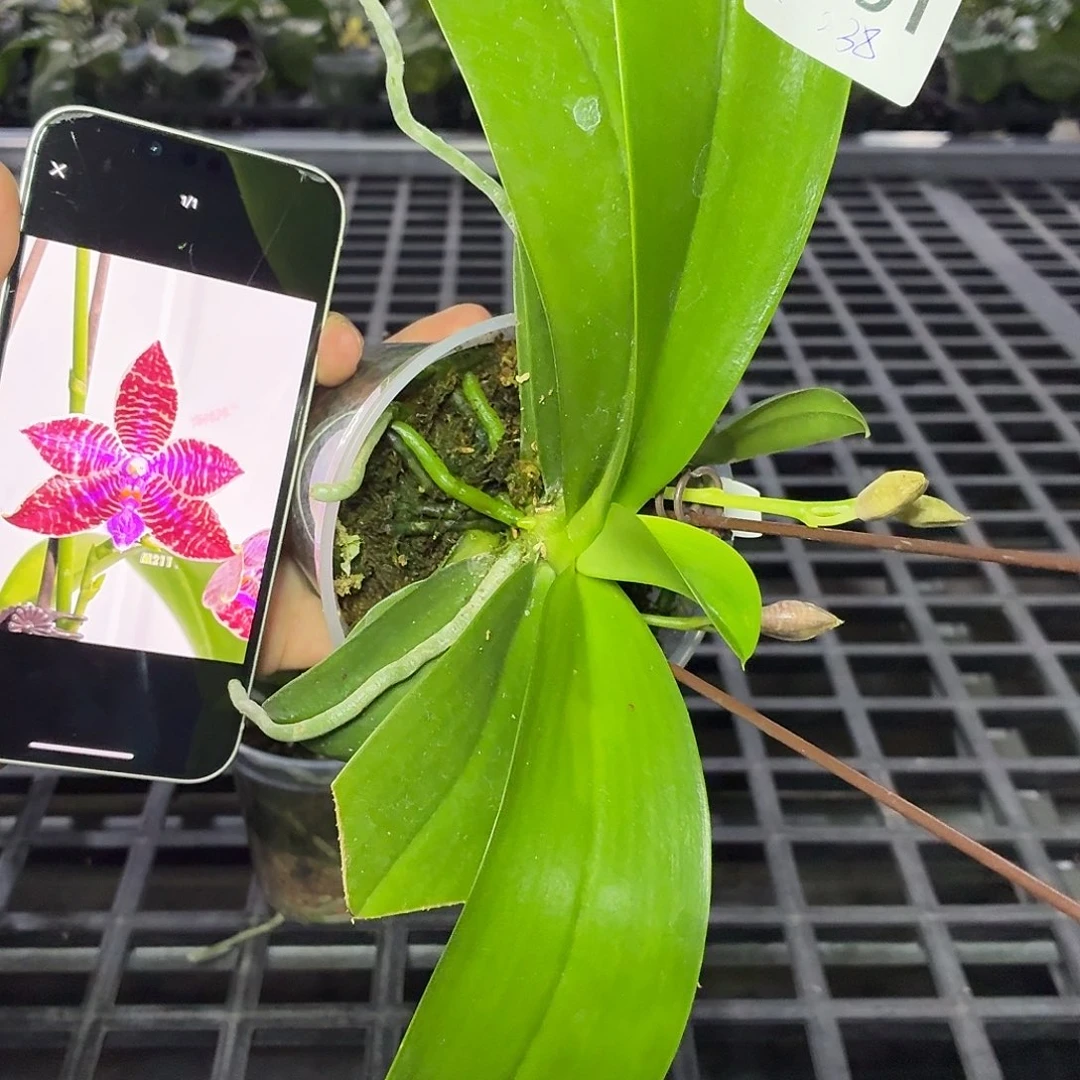 当前无花朵，栽培后可花朵A691盈收红路德双花剑带花苞