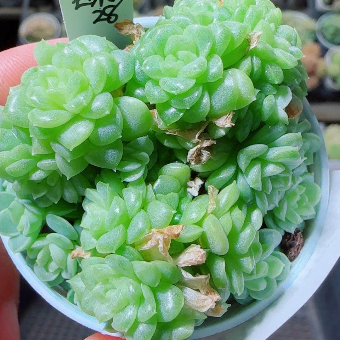 花语逸镜1021-195明月珠