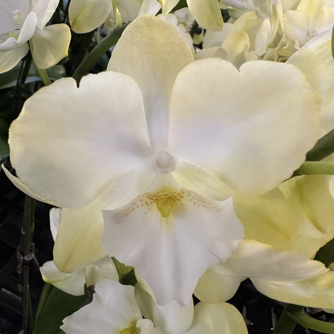 蝴蝶兰【大唇玉兔】带花发货室内高端花卉绿植观赏佳品