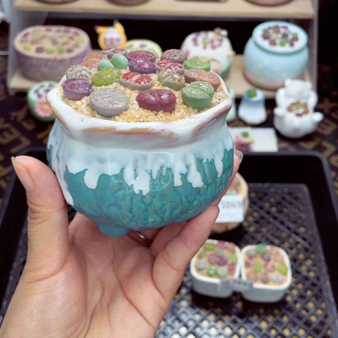 w3871 开播福利 带盆土发货一物一拍