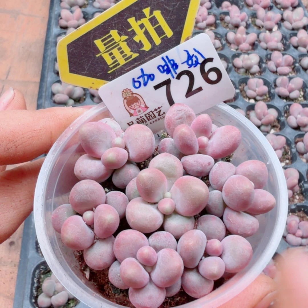 多肉植物多肉植物