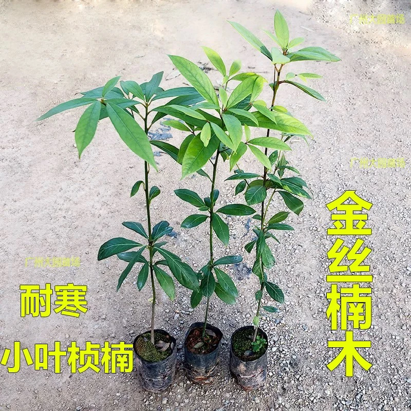 金丝楠木树苗四川正宗小叶桢楠名贵苗木庭院绿化大树地栽盆栽常绿
