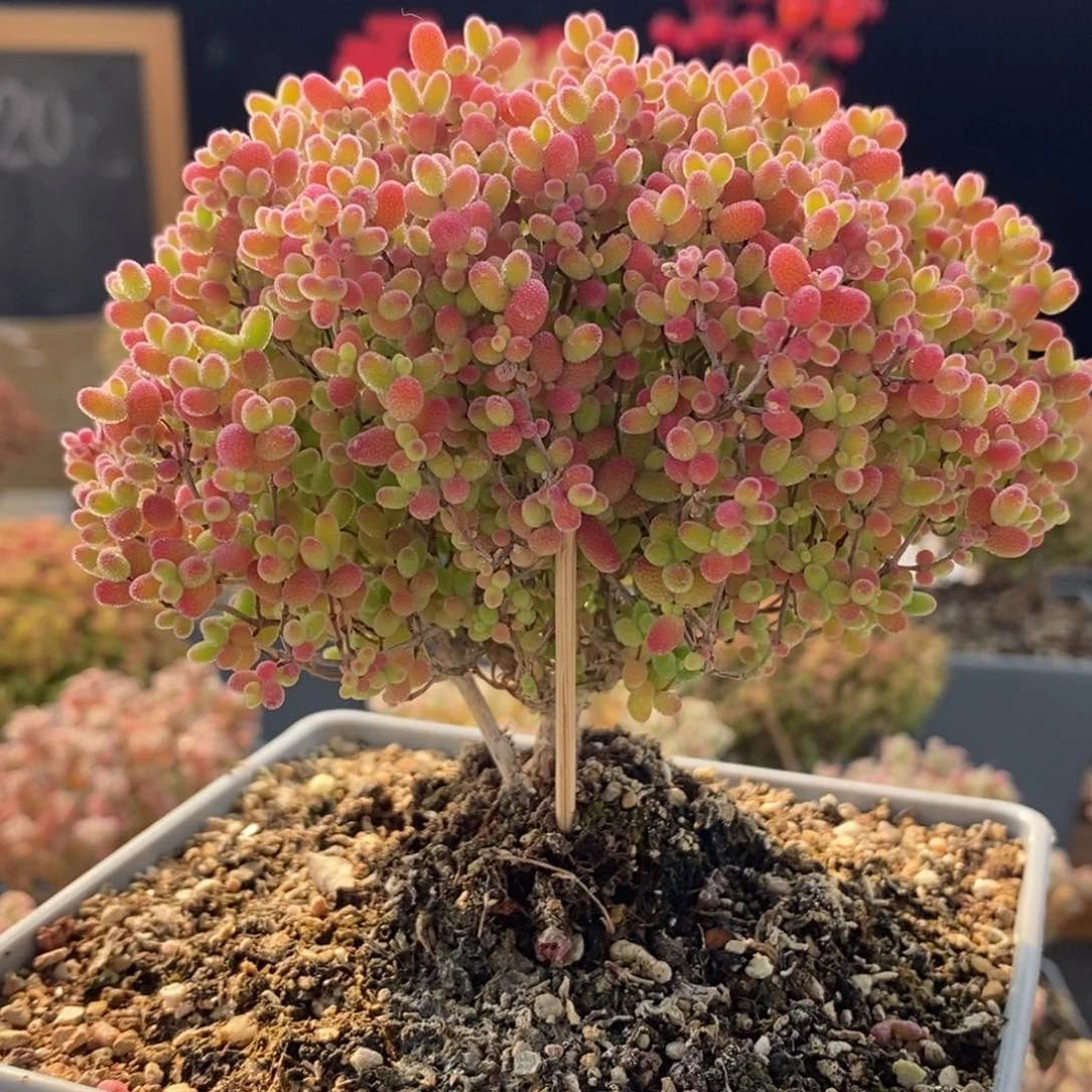 S***⁹蜜橘糖球6746枝干番杏