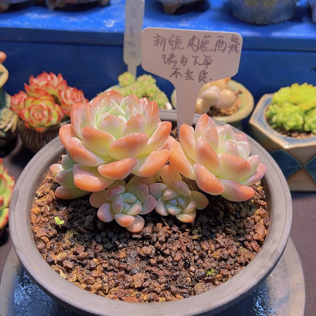 奶油冰玉母本，多肉植物，