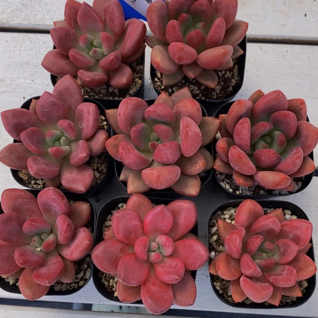 32-精品桃花源单头两个
