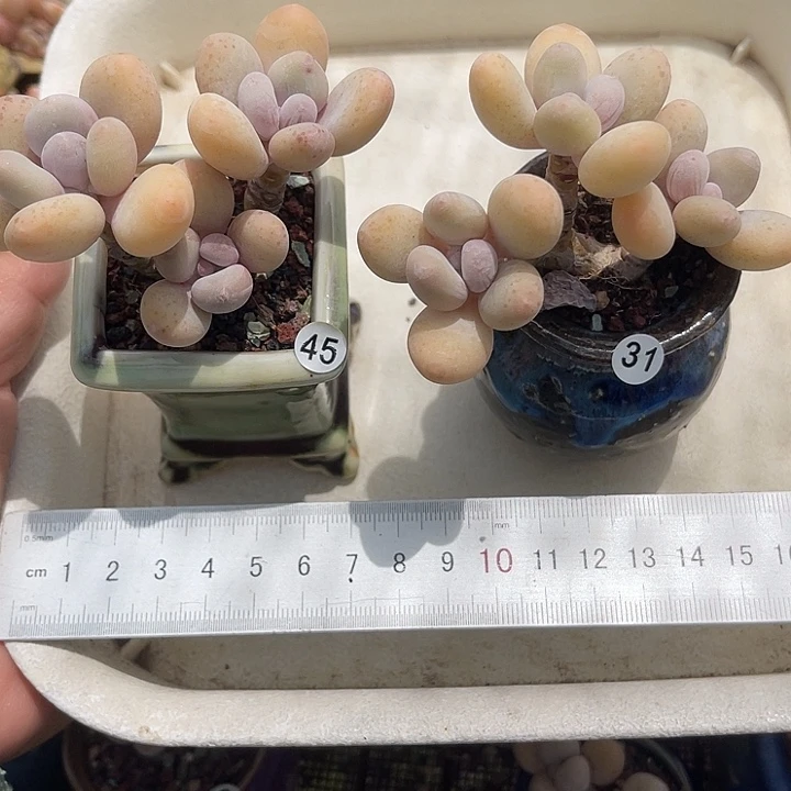 米****基一物一拍无盆无土