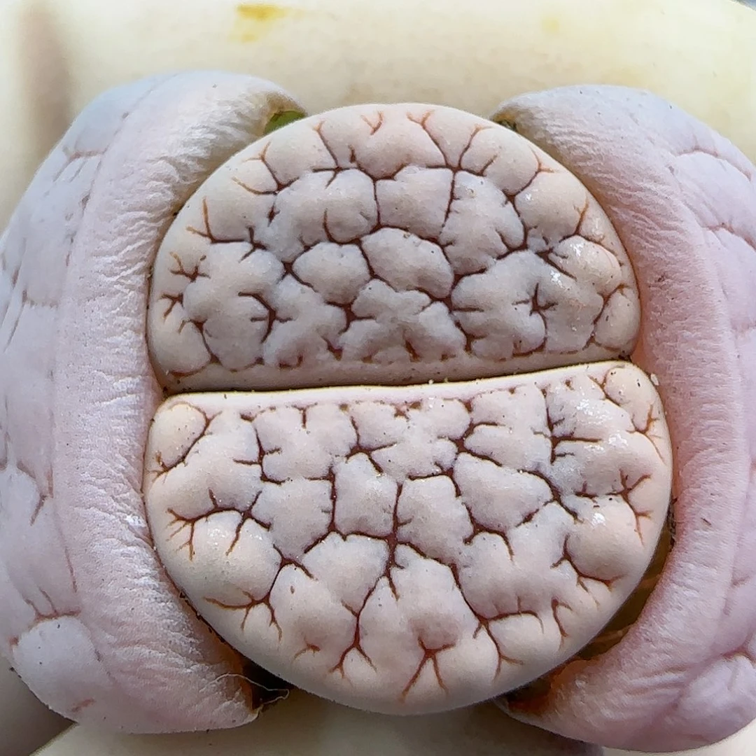 737福利福利福利