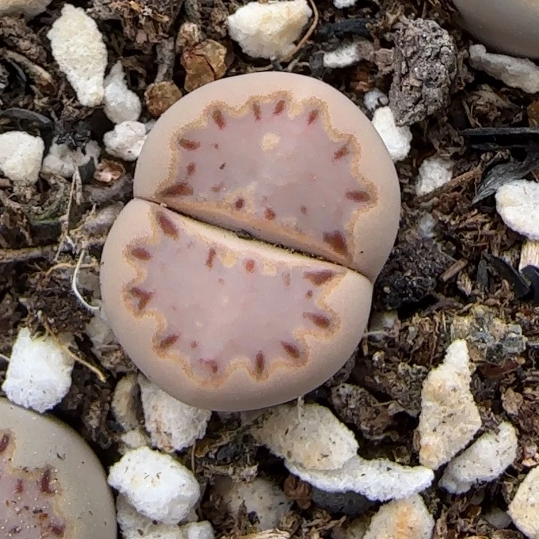 7.8。 .015浅紫色。9092