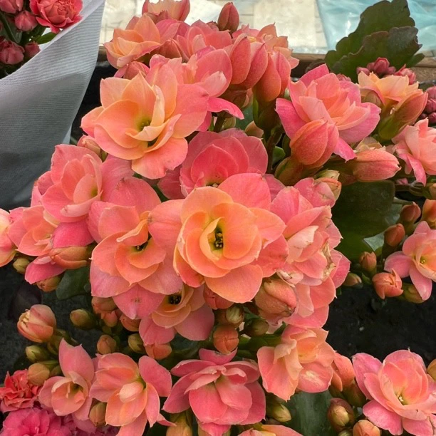 长寿花园～【维罗纳】130盆 超大花