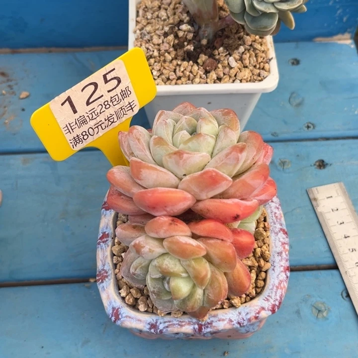 大125:、xbcbcvcvvbb