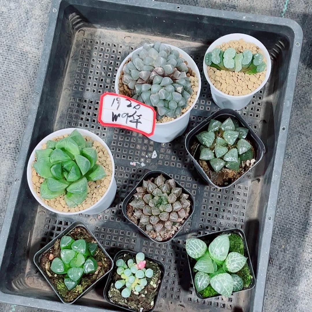 玉露多肉一勿一拍