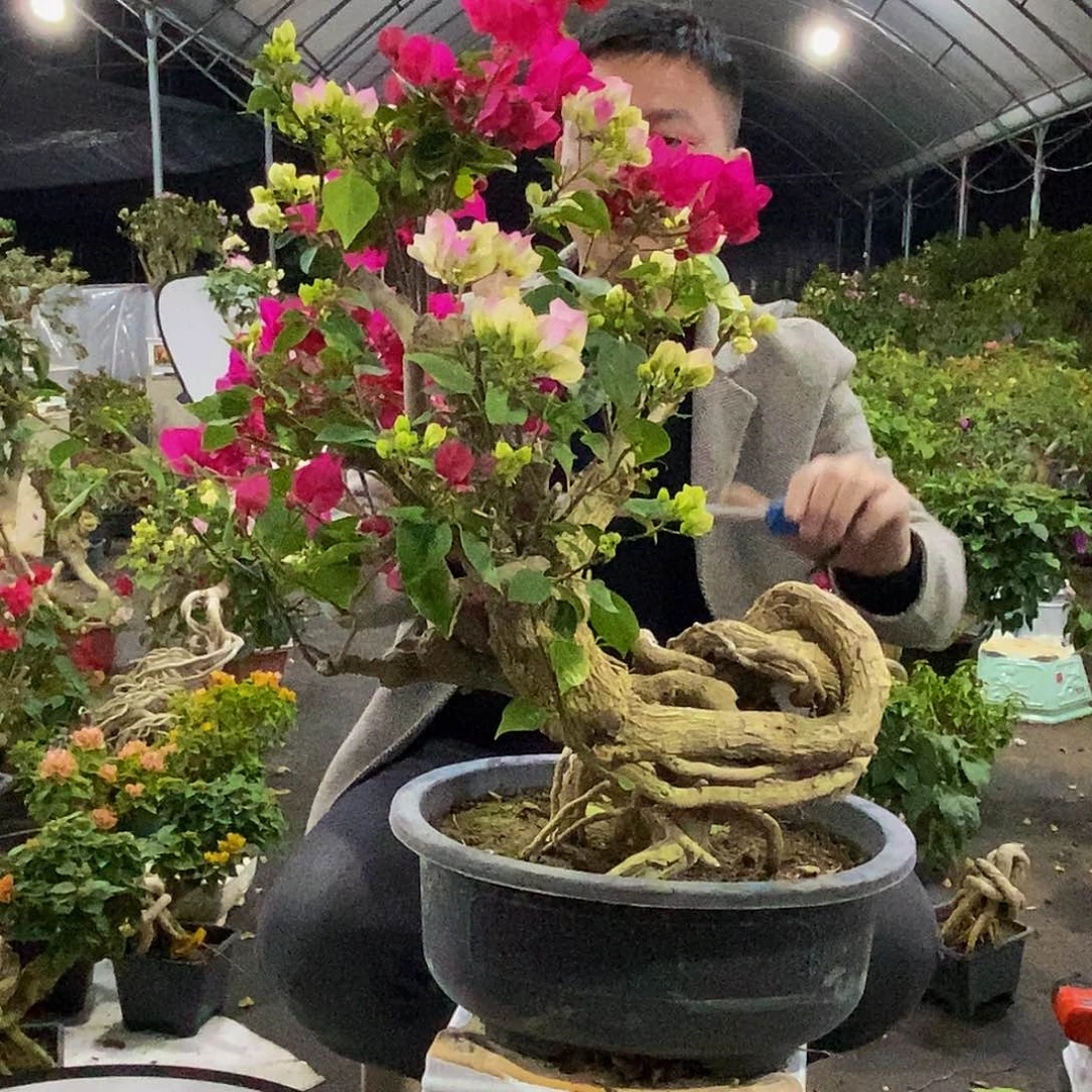 用****0508三角梅111111