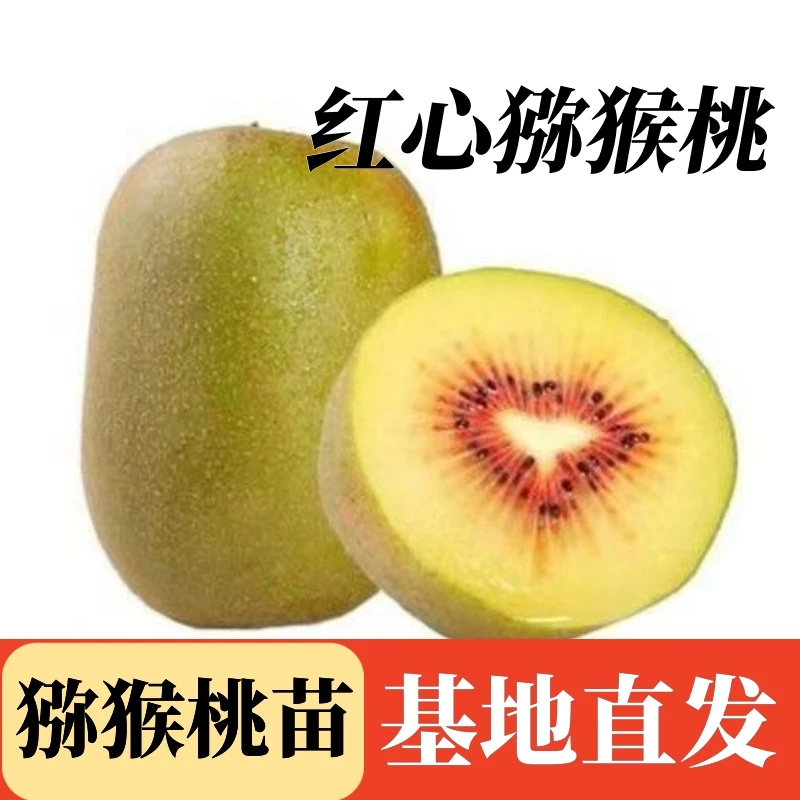 正宗嫁接猕猴桃树苗红黄绿心软枣猕猴桃盆栽地栽南北种植当年结果