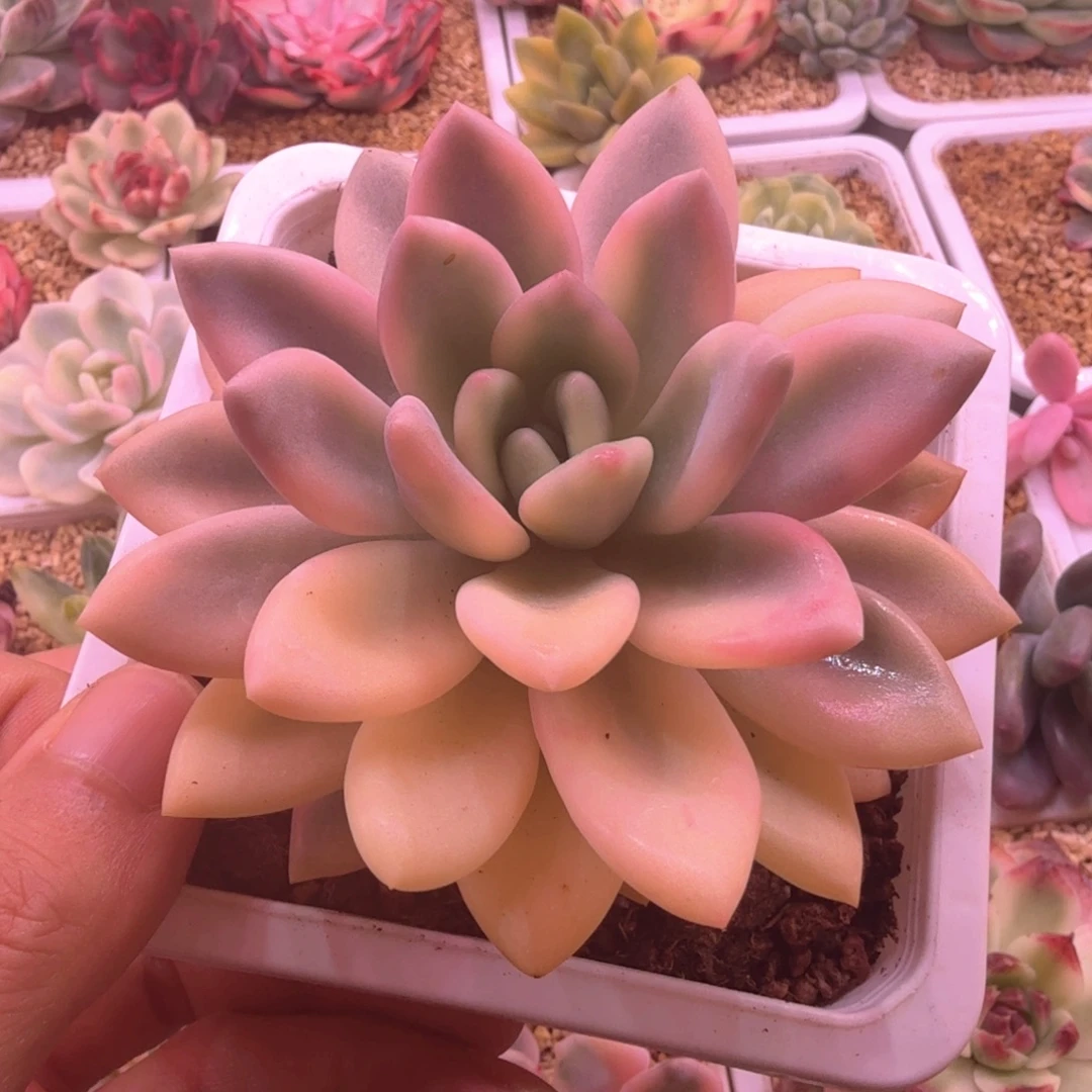 彩奥锦 多肉植物锦