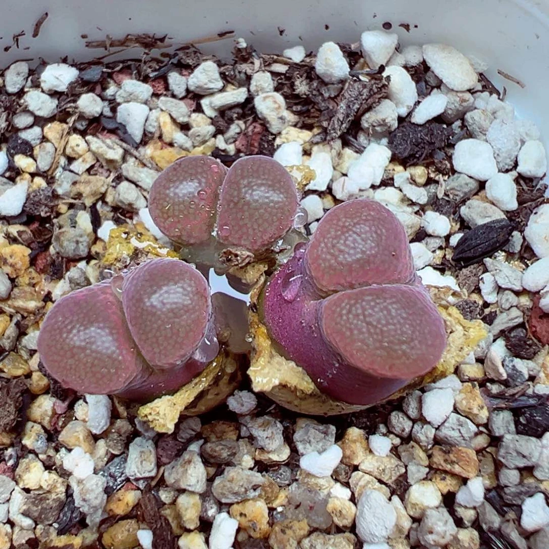 完全开放优秀的肉肉619-8