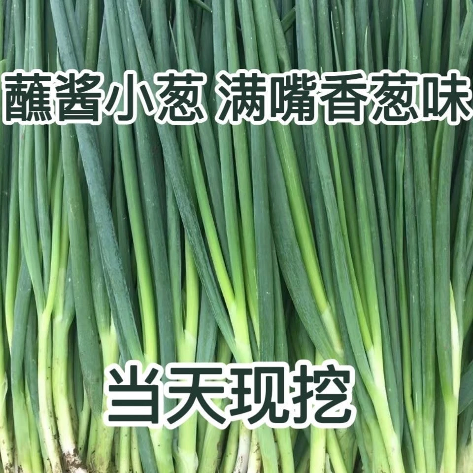 东北小葱农家自中特产小细葱