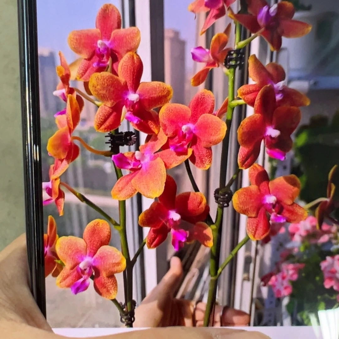当前无花栽培后可以开花香恋博格丽凑单发货