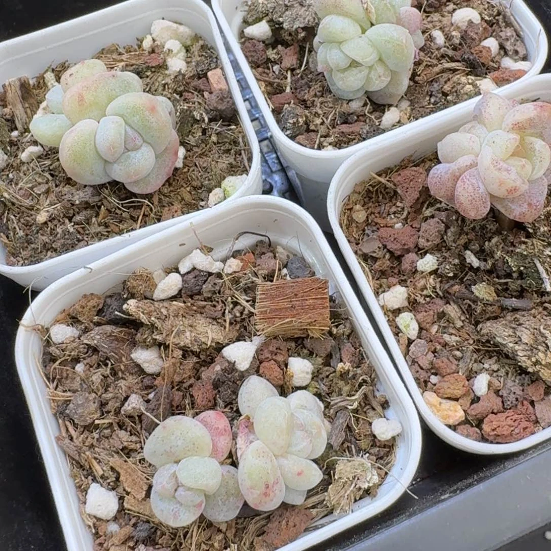 酒***?79 号到手1框江北多肉