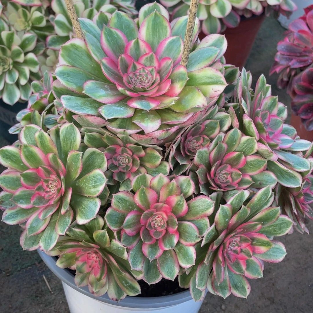 938半糖荔枝精品法师老桩