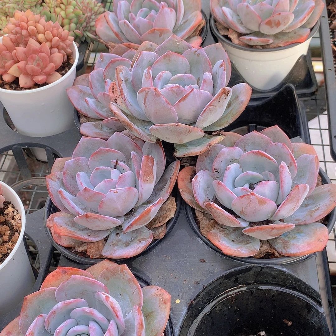 大韩奶茶345678990900000