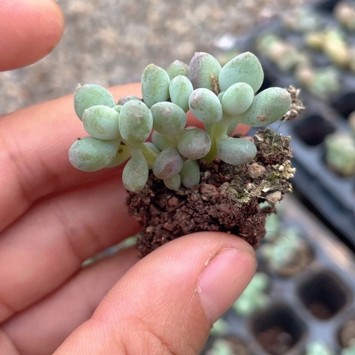 苹果奶发2颗随机发满18