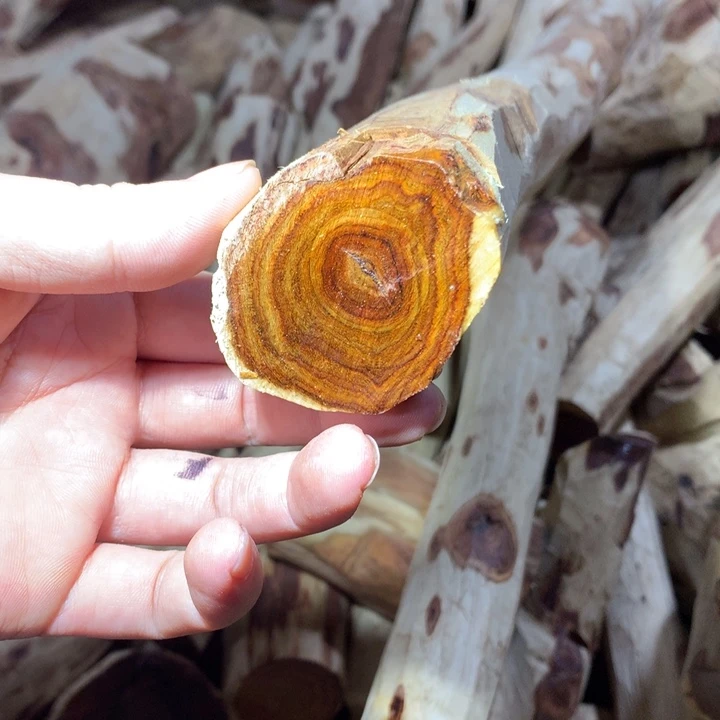 花梨木类海南黄花梨