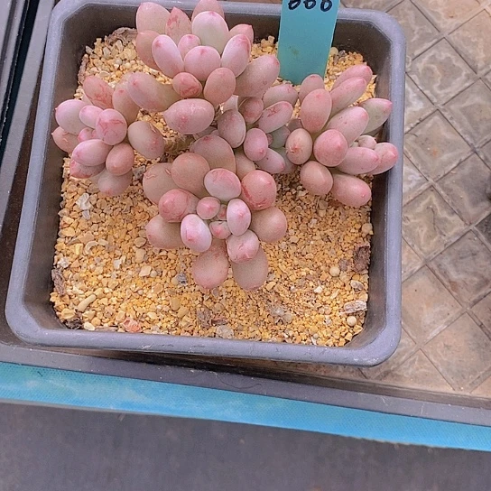?****?666多肉植物老桩