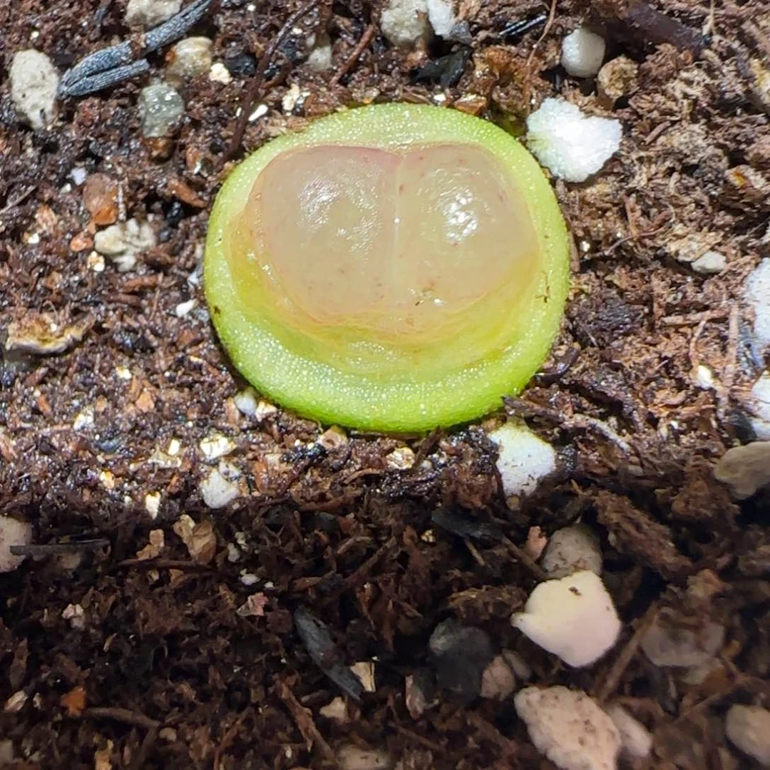 肉锥多肉植物百科-sh1200拉登1070