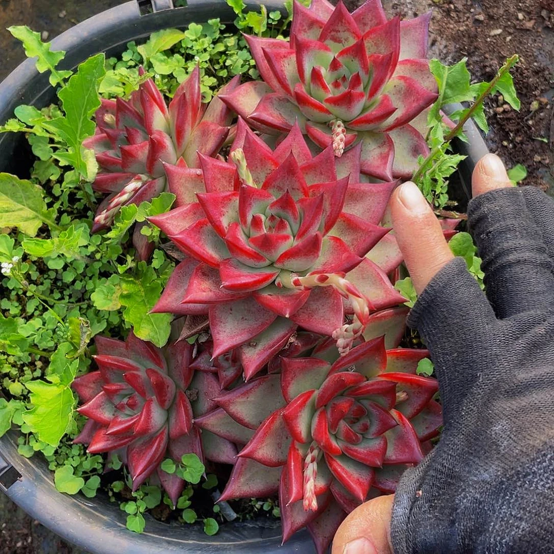 红乌木26.8多肉群生