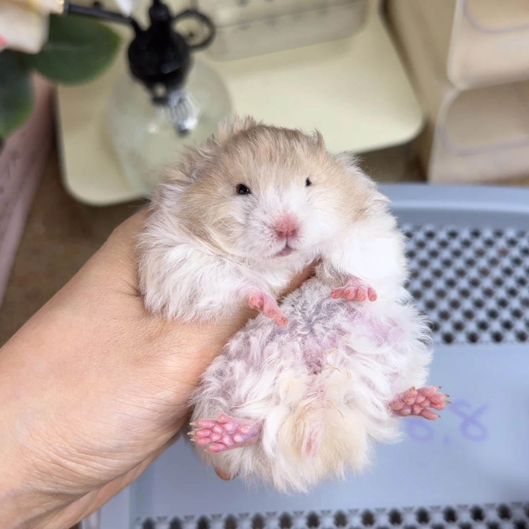 卷毛黑黄波妹妹8.08