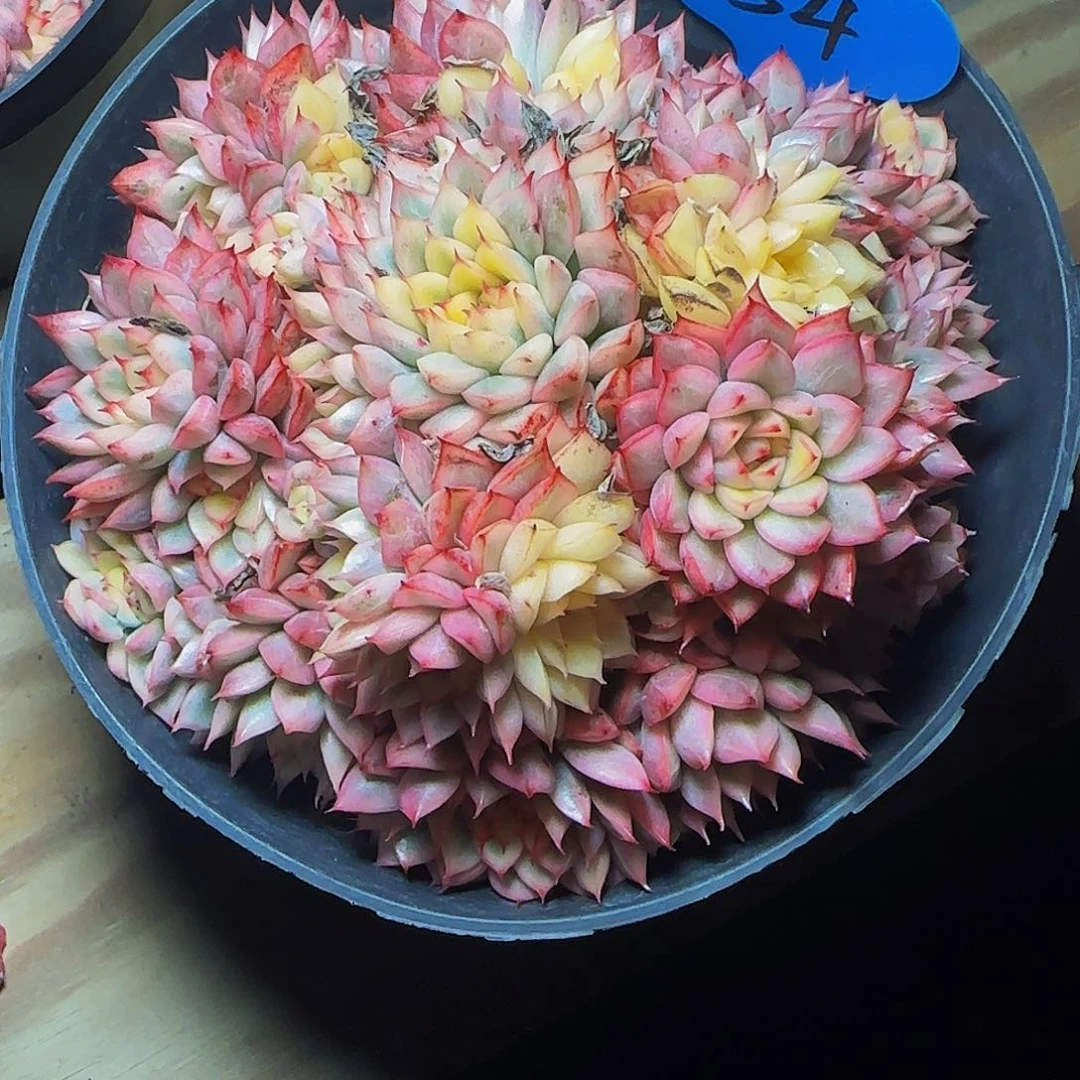 黄***女雏锦54号一物一拍