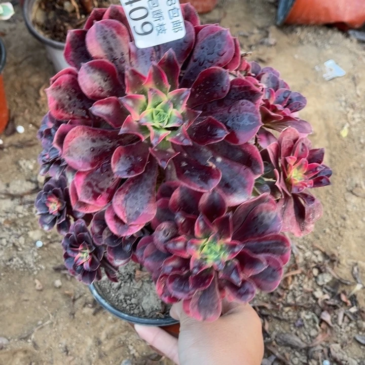 409美杜莎大不太圆