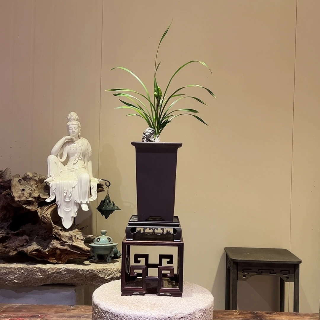 大部分花苞少量开放春剑奇花