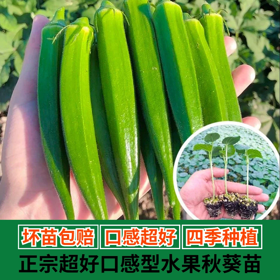 水果秋葵树苗种子带土高品质超嫩不易老阳台种植简单