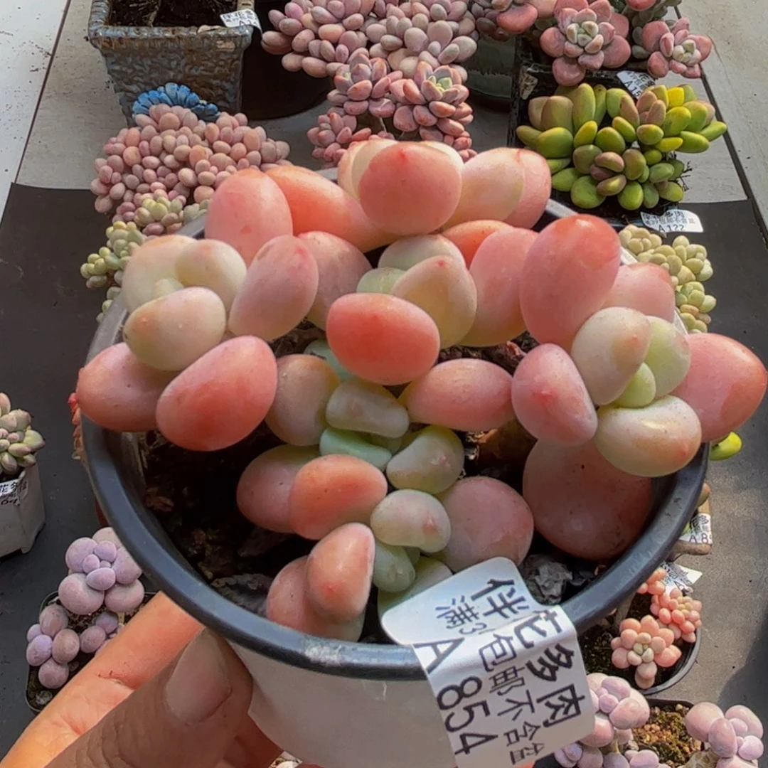 854橘子香水8cm多肉