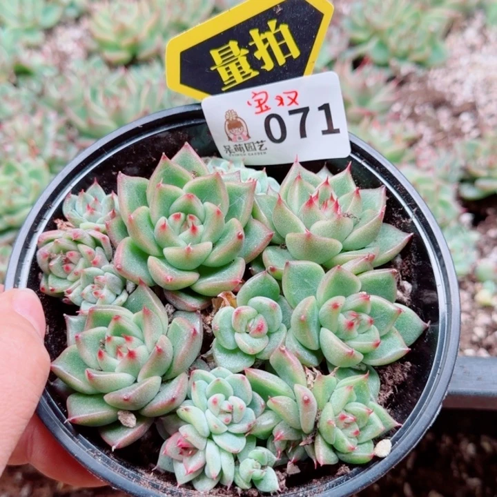 多肉植物多肉植物