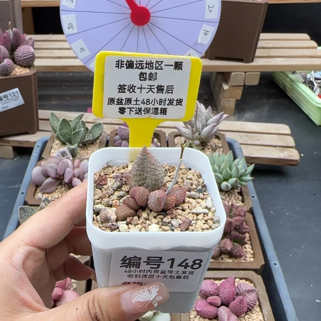 4148银河多肉植物