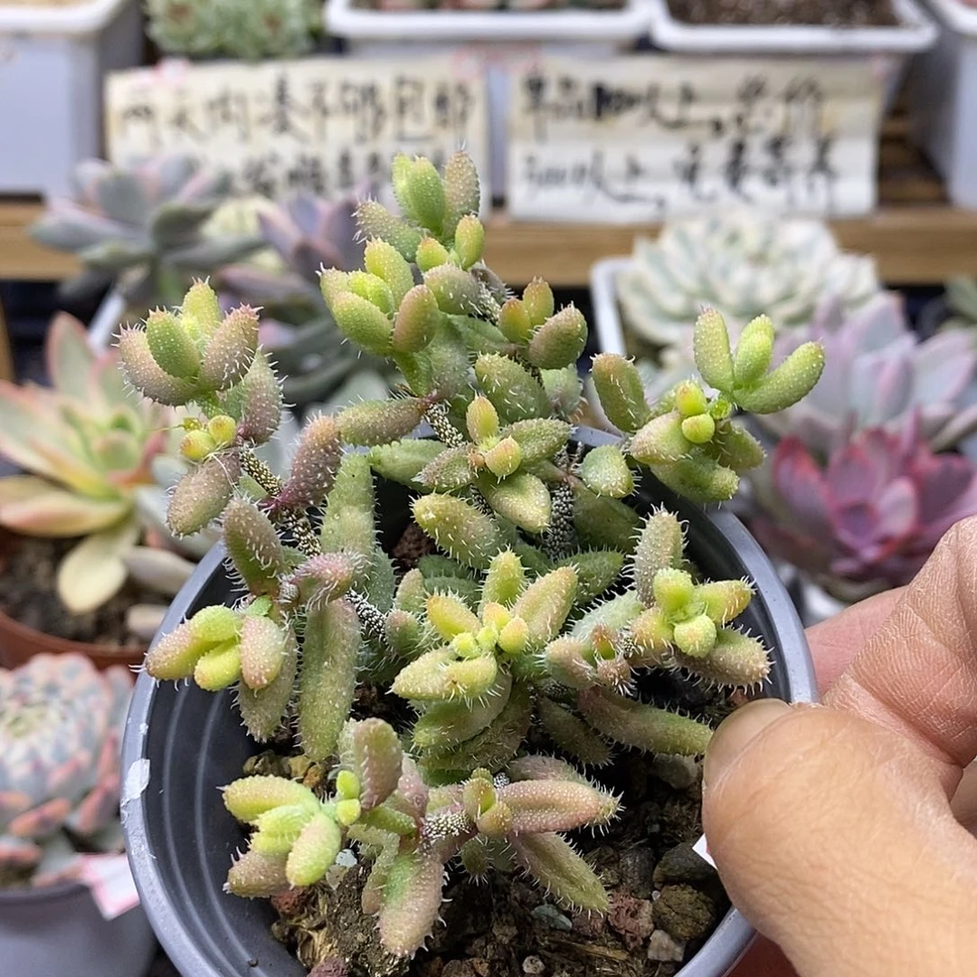 1313 雷神锦多肉