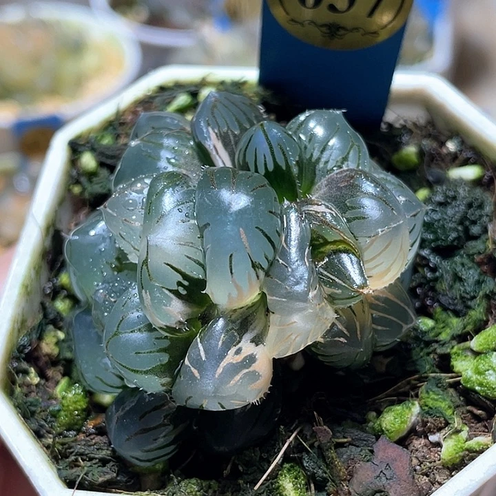 637雙頭巨大水中月錦