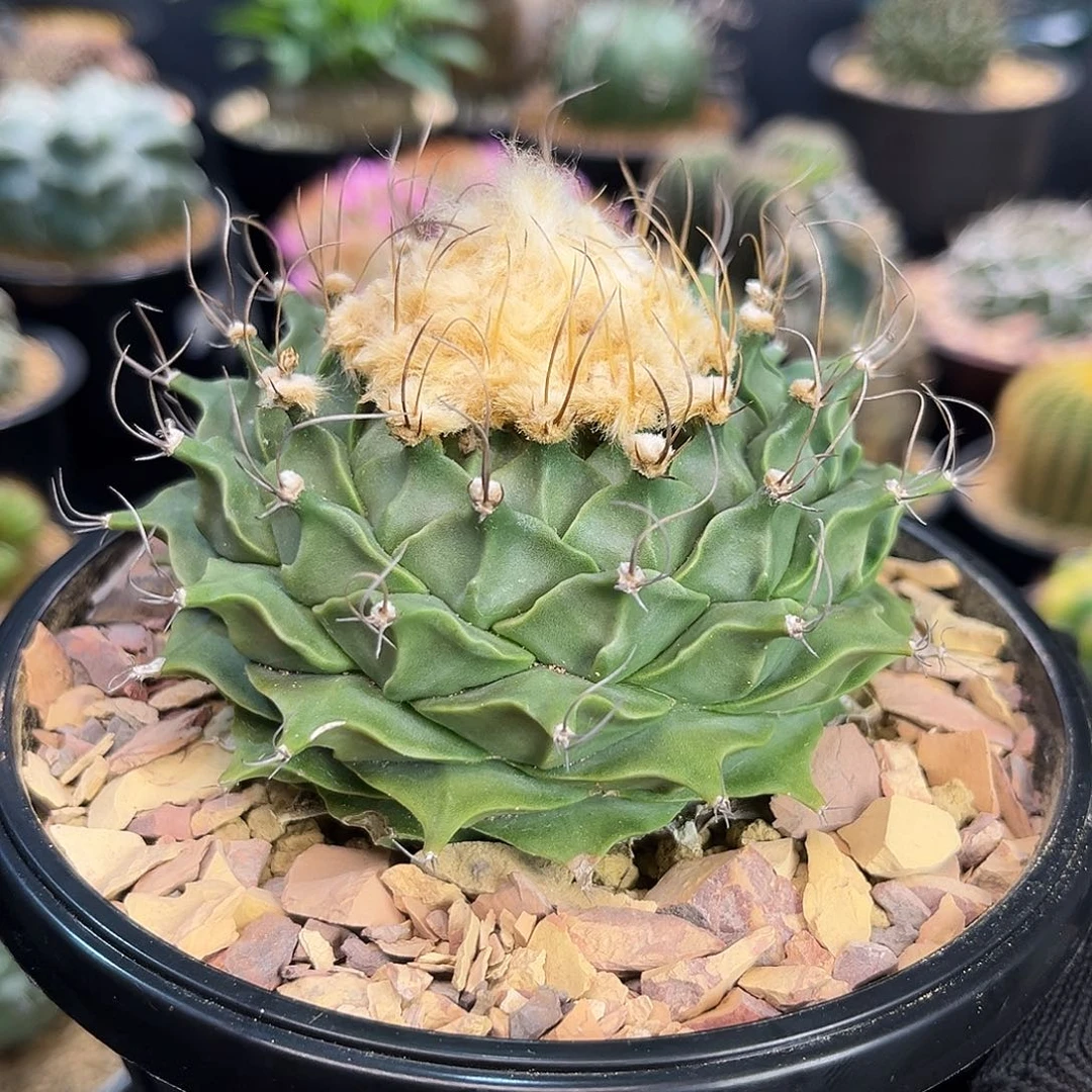 地帝Zzzzzzzzzzzzzzzzz