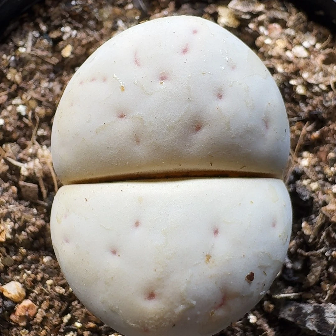 生石花111111。     186