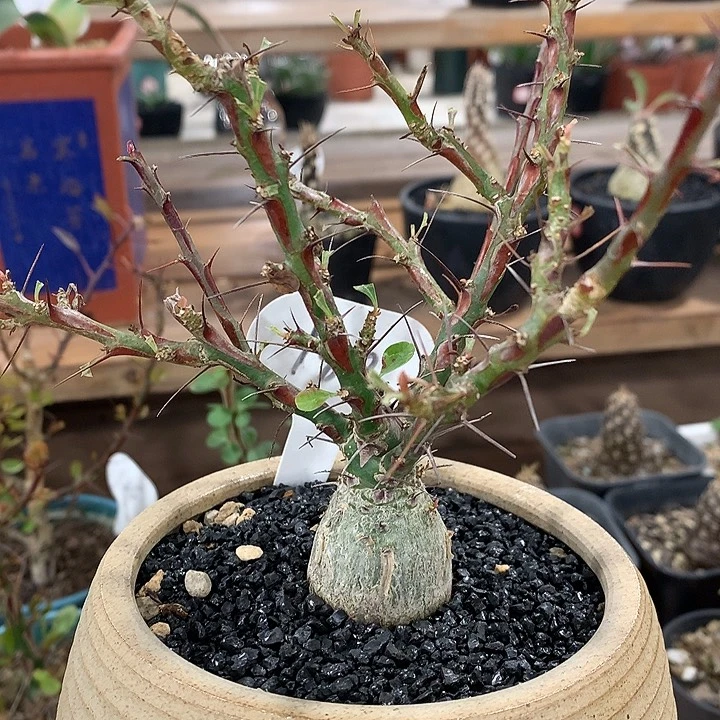 180簇生福桂哈哈哈哈3公分