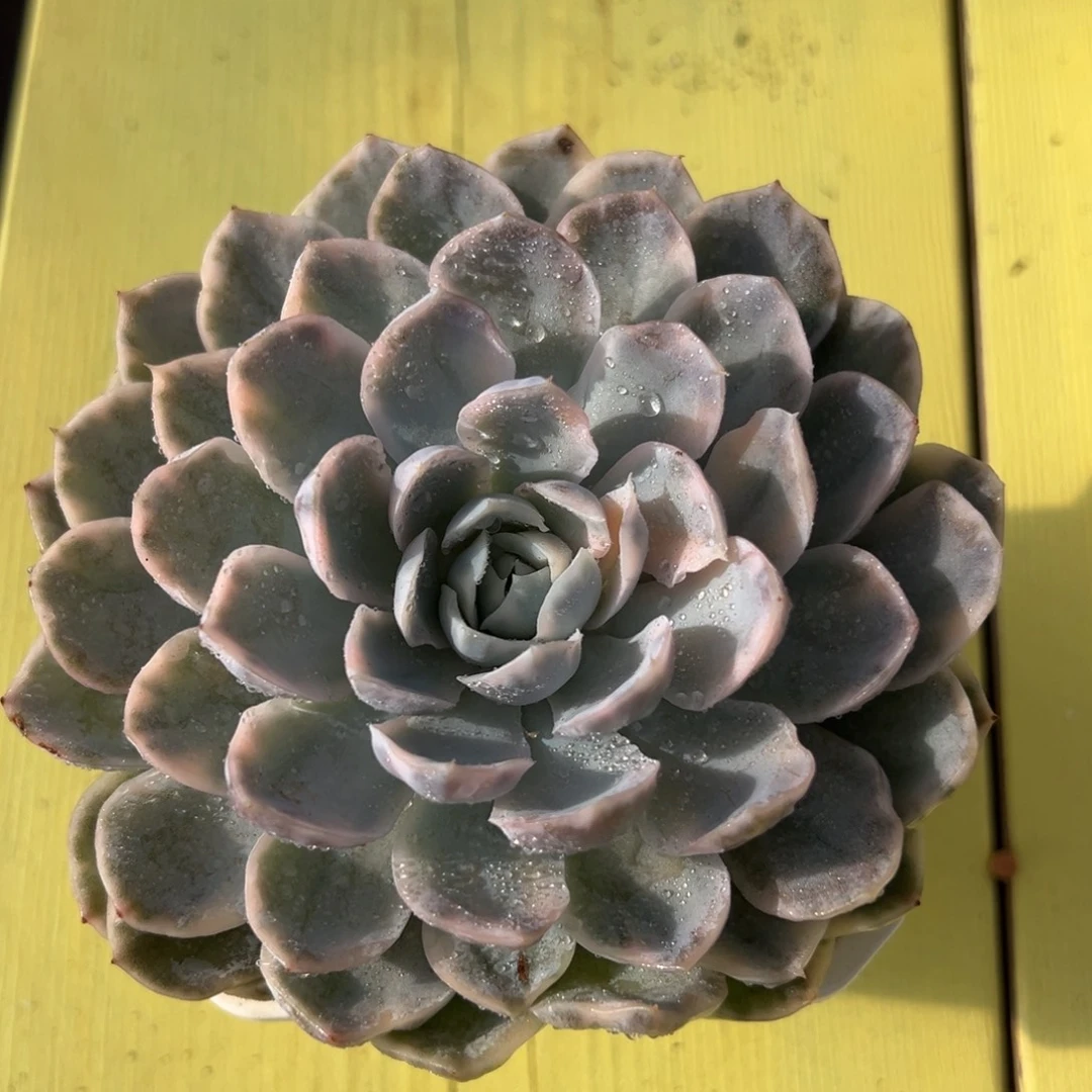 墨西哥雪球锦，多肉植物（9cm盆满盆）