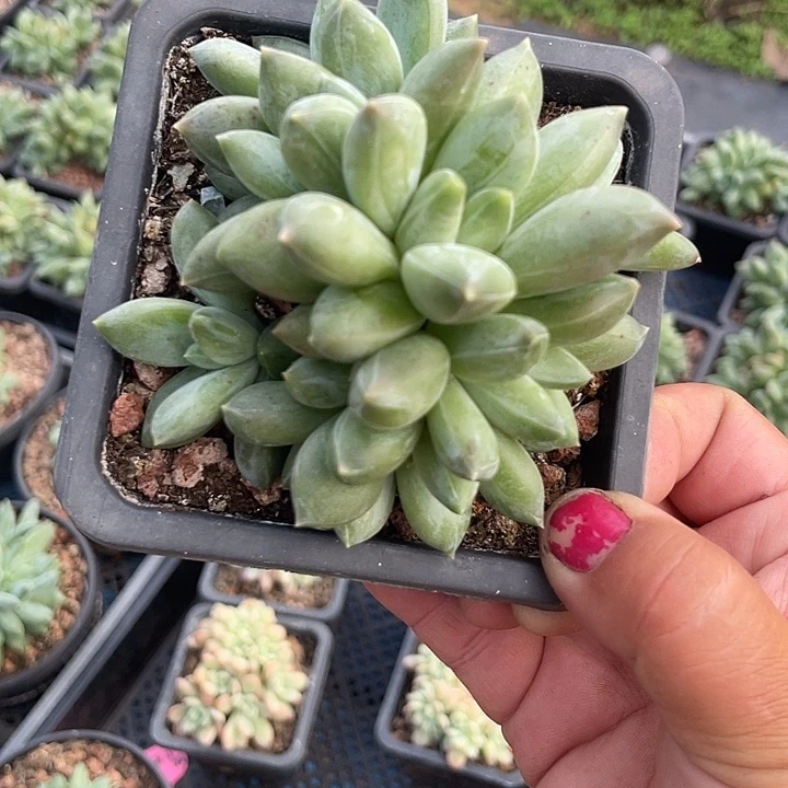 重楼多肉植物群生58