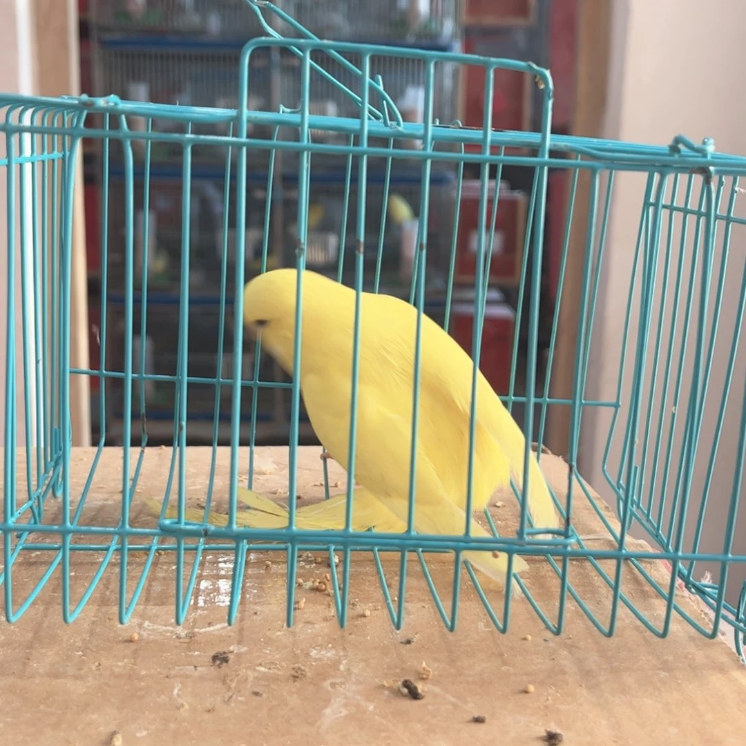 虎皮鹦鹉我的小姐姐