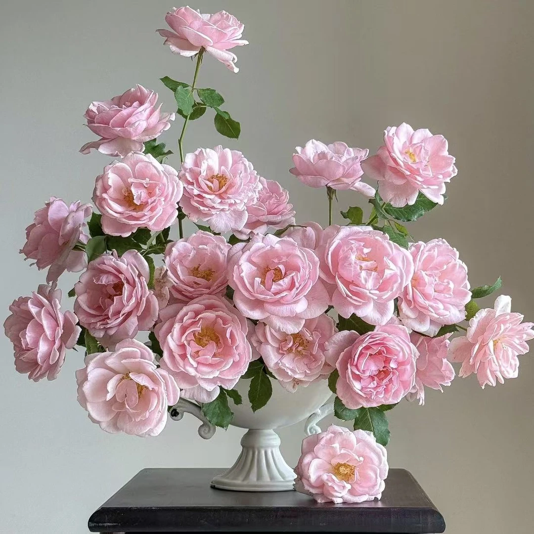 索菲罗莎月季盆栽易养护种植盆栽开花快生长快室内阳台庭院春季