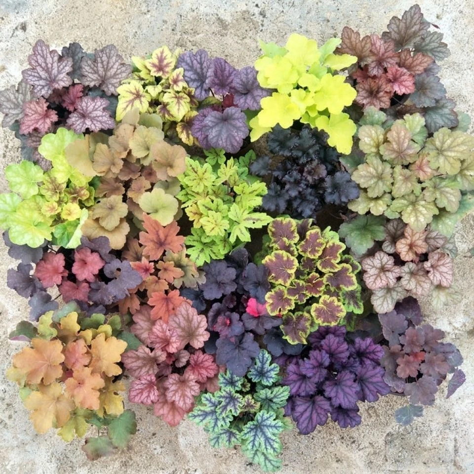 多彩矾根盆栽花卉四季常青耐阴耐寒适合庭院地栽